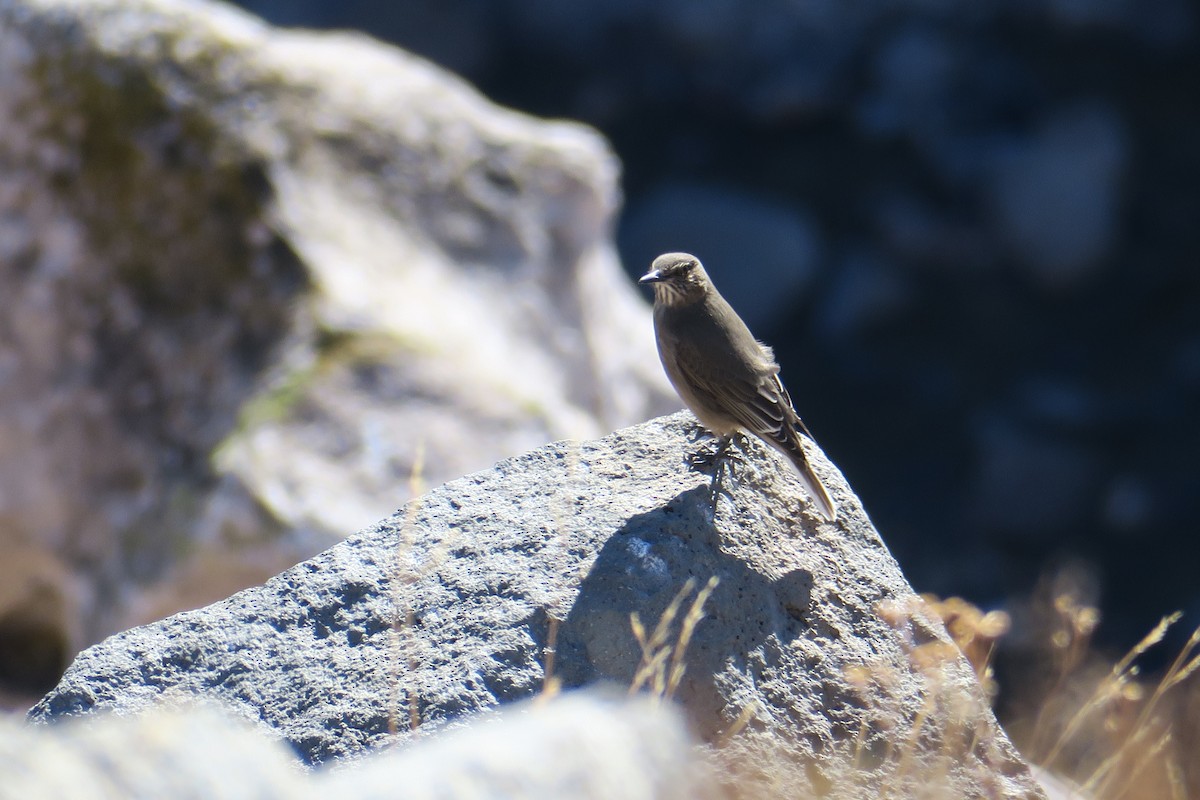 Black-billed Shrike-Tyrant - ML636080369