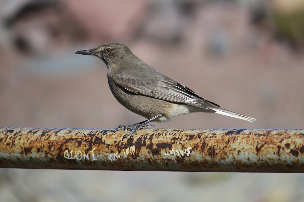 Black-billed Shrike-Tyrant - ML636080370