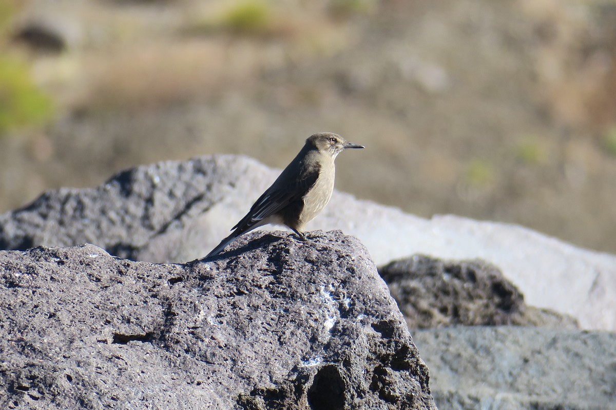 Black-billed Shrike-Tyrant - ML636080371