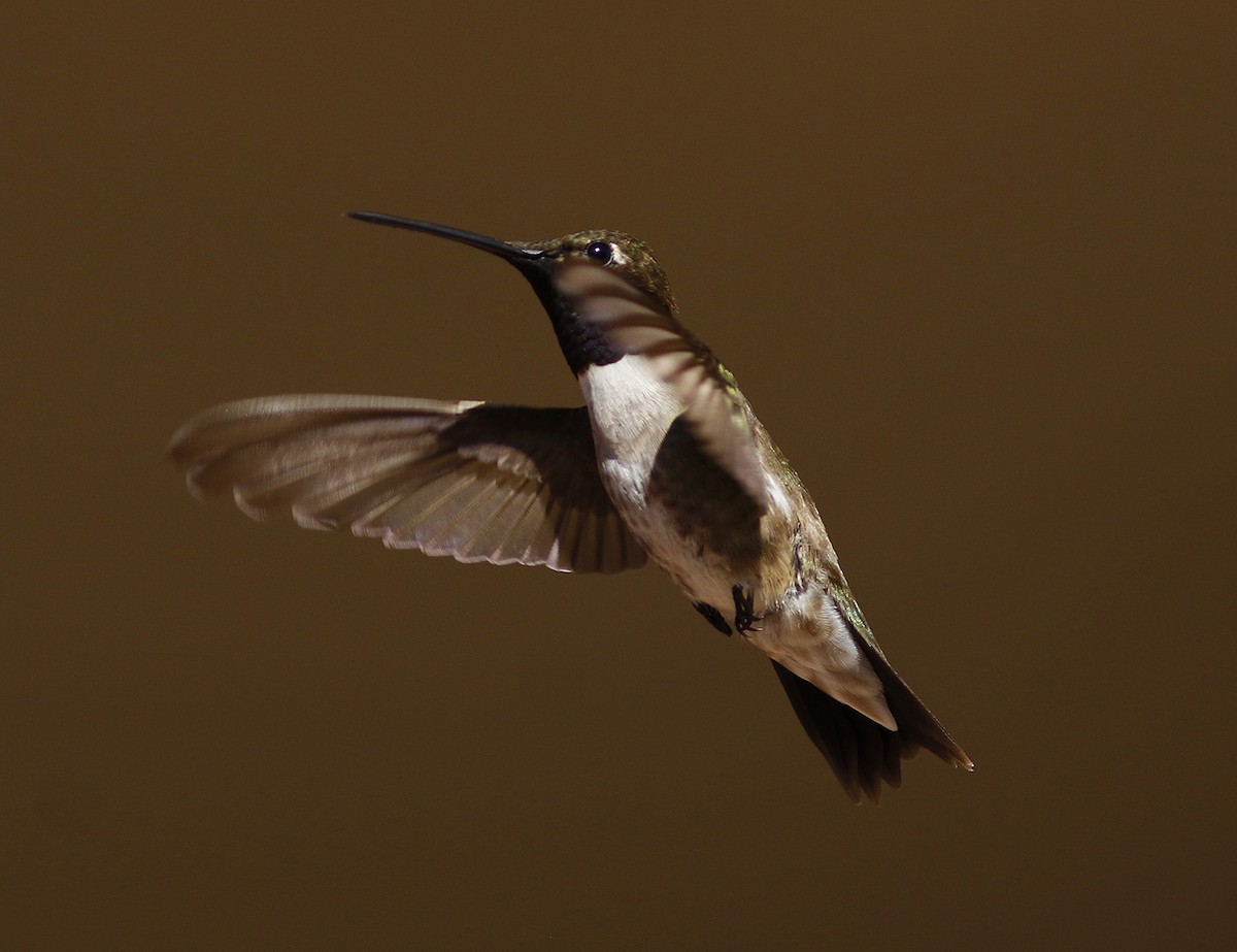 Black-chinned Hummingbird - Bill Maynard