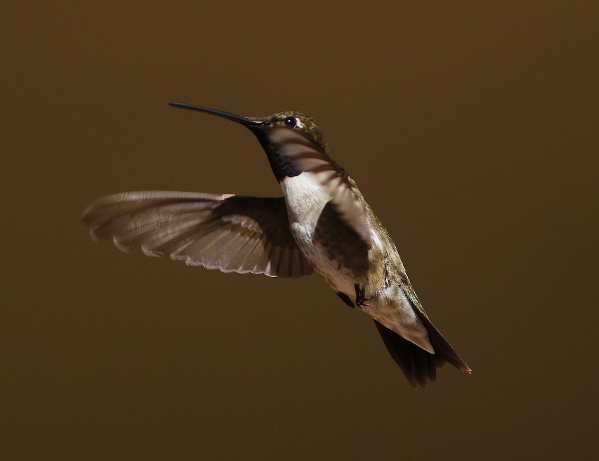 Black-chinned Hummingbird - ML63608041