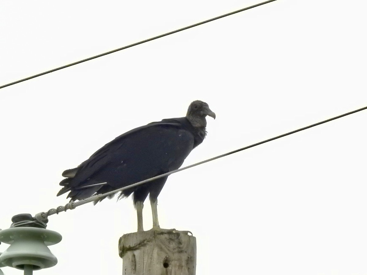 Black Vulture - ML636080427