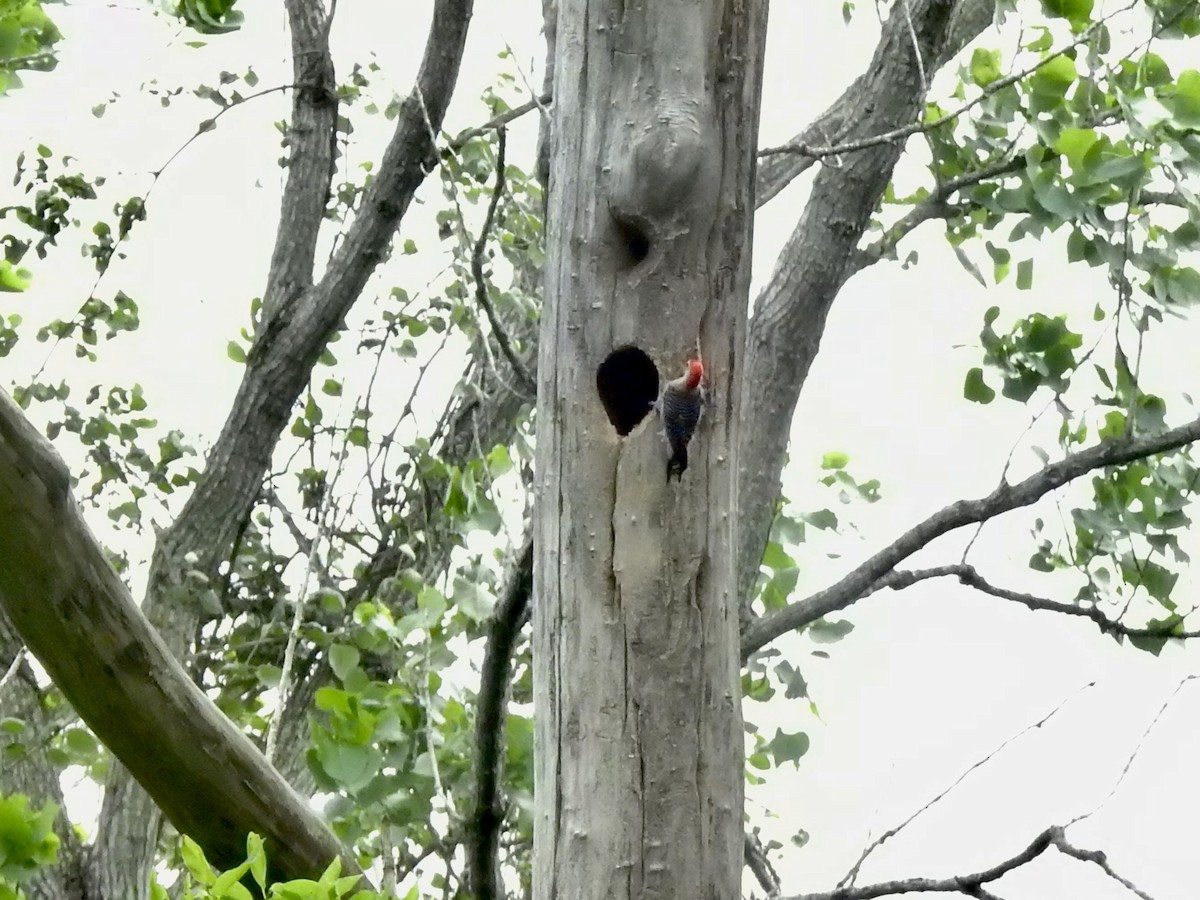 Red-bellied Woodpecker - ML636080433
