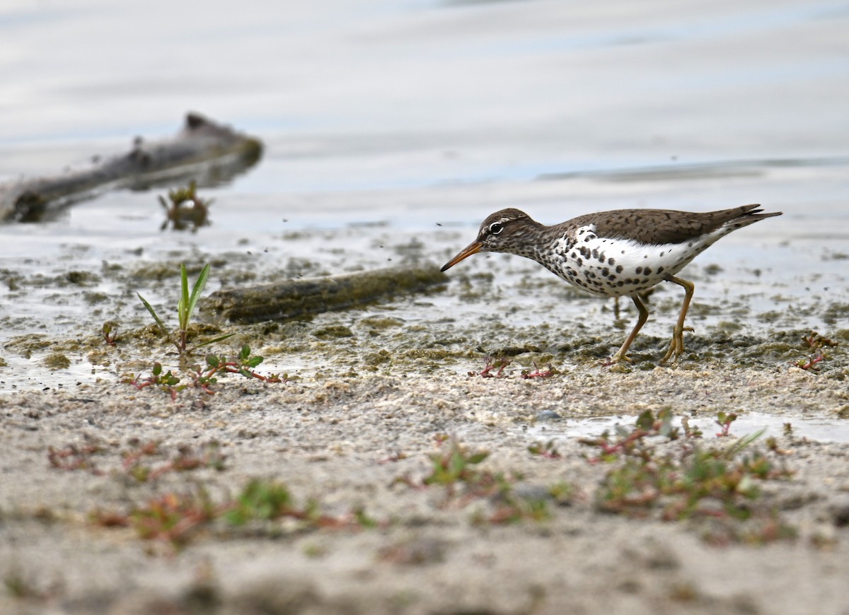 Spotted Sandpiper - ML636080439
