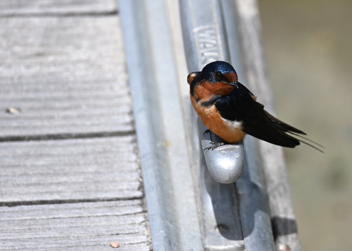 Barn Swallow - ML636080440