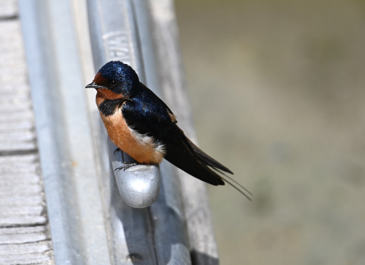 Barn Swallow - ML636080441