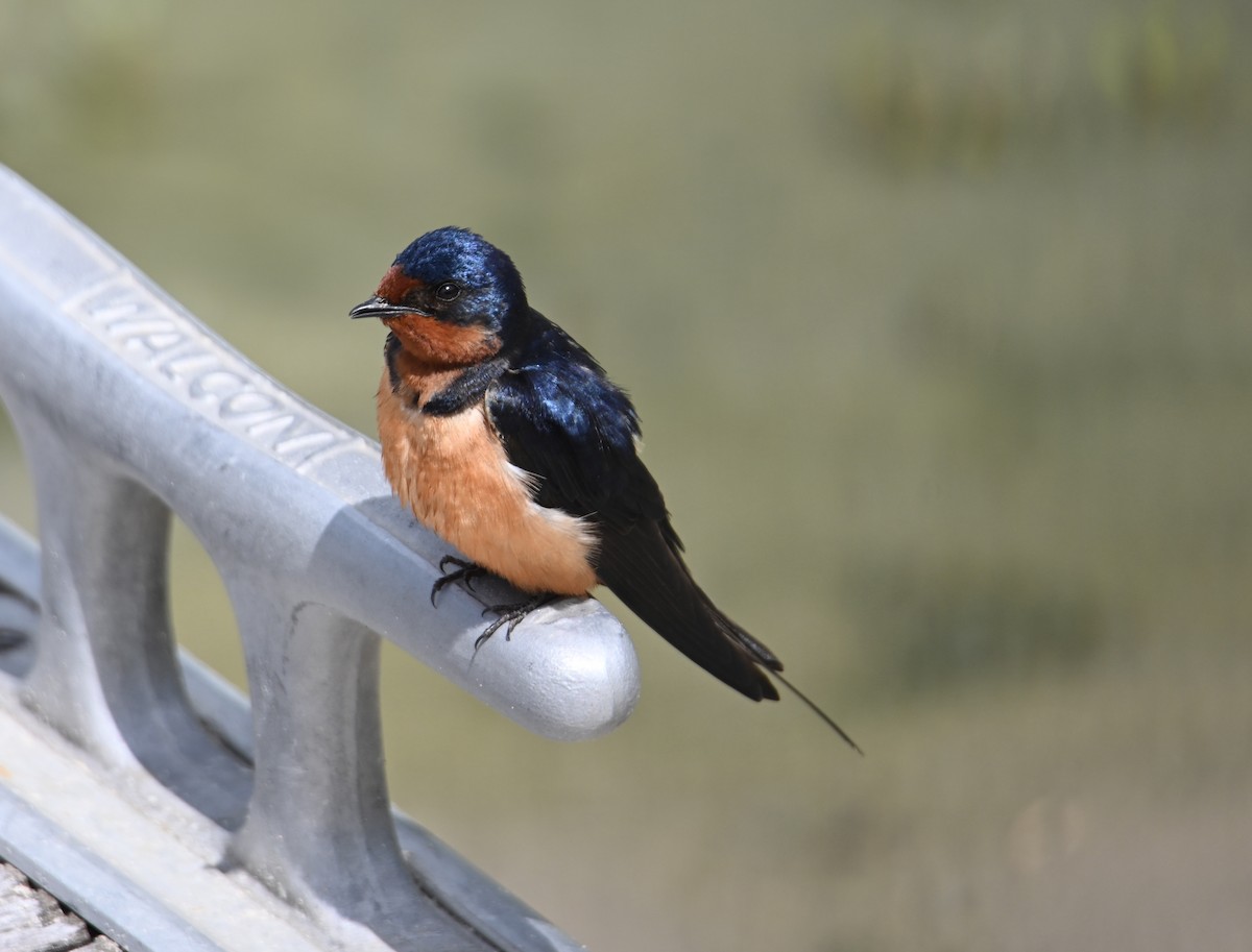 Barn Swallow - ML636080442