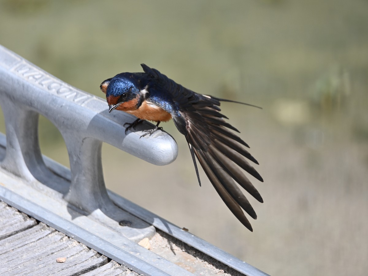 Barn Swallow - ML636080443