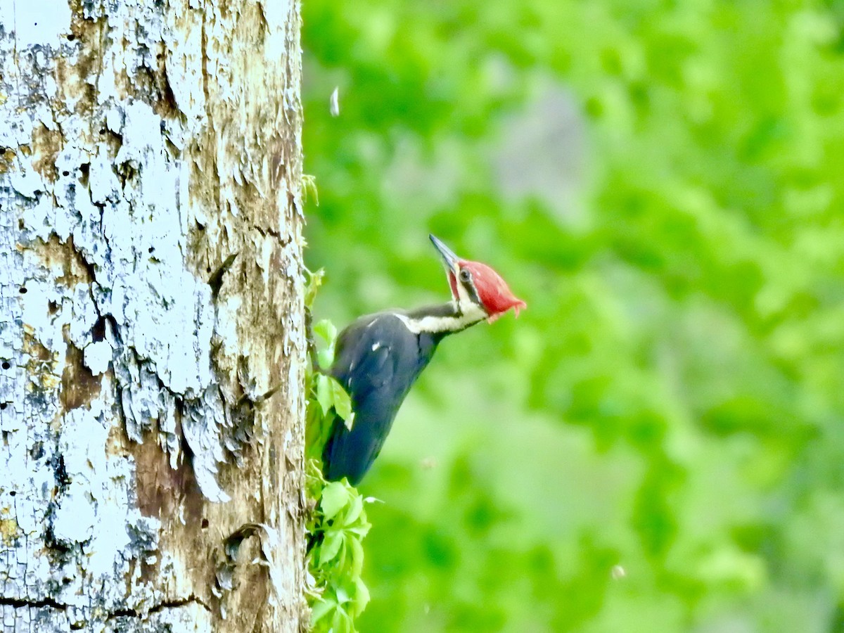Pileated Woodpecker - ML636080446