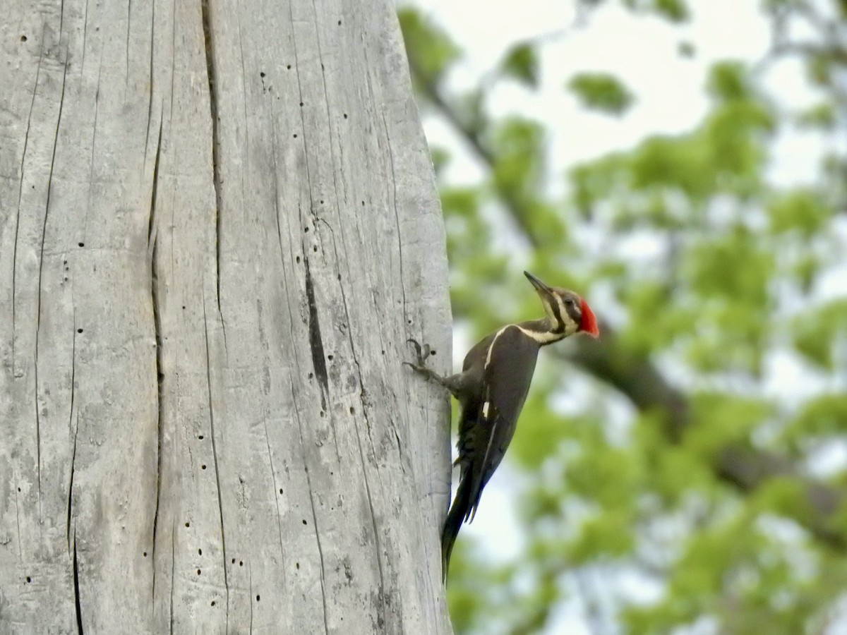 Pileated Woodpecker - ML636080447