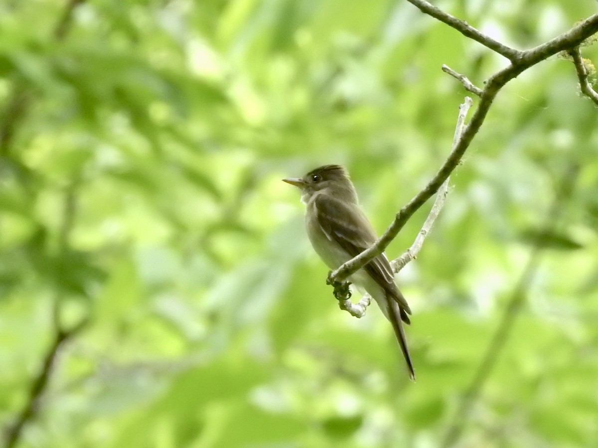 Acadian Flycatcher - ML636080459