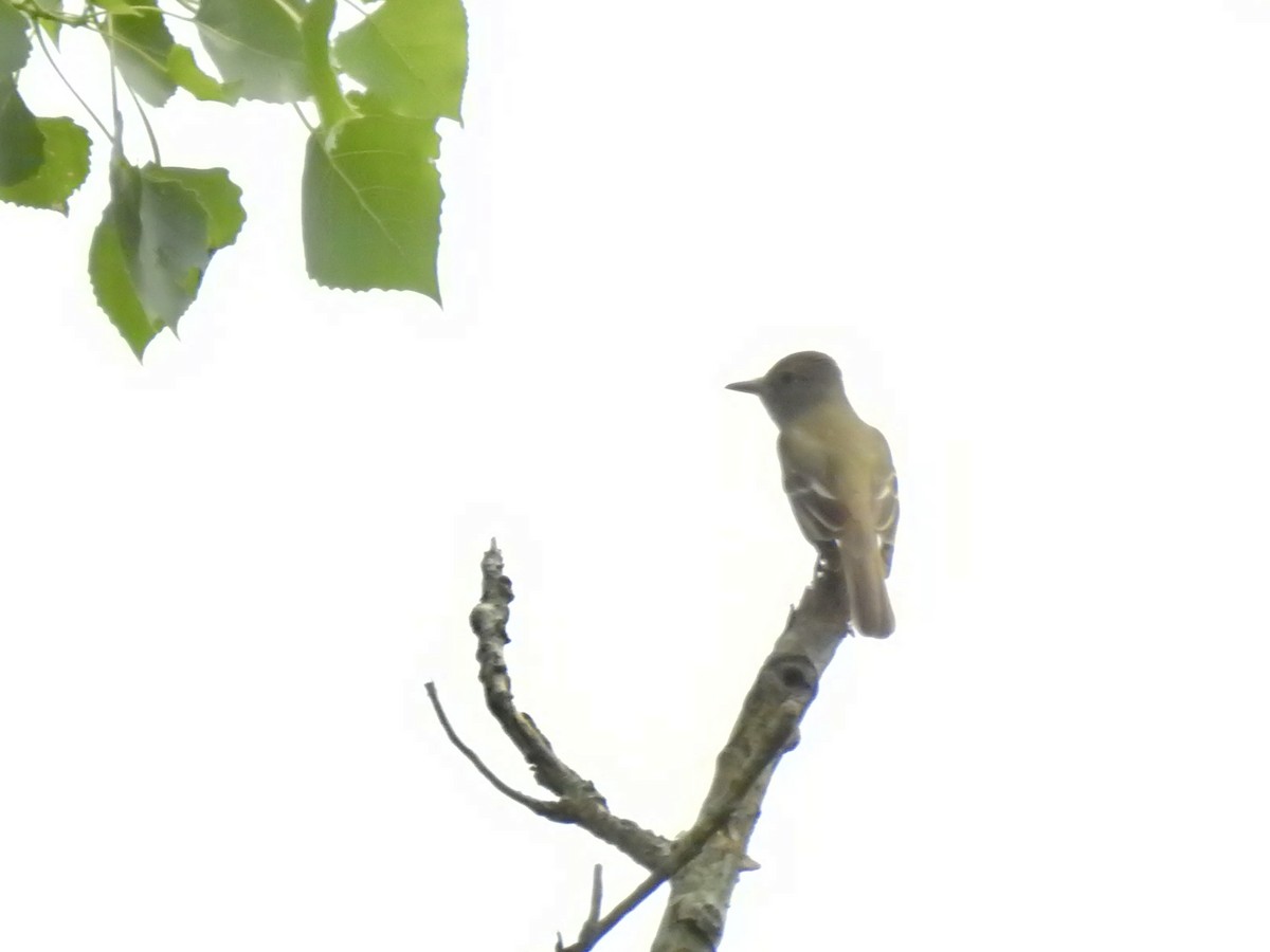 Great Crested Flycatcher - ML636080461