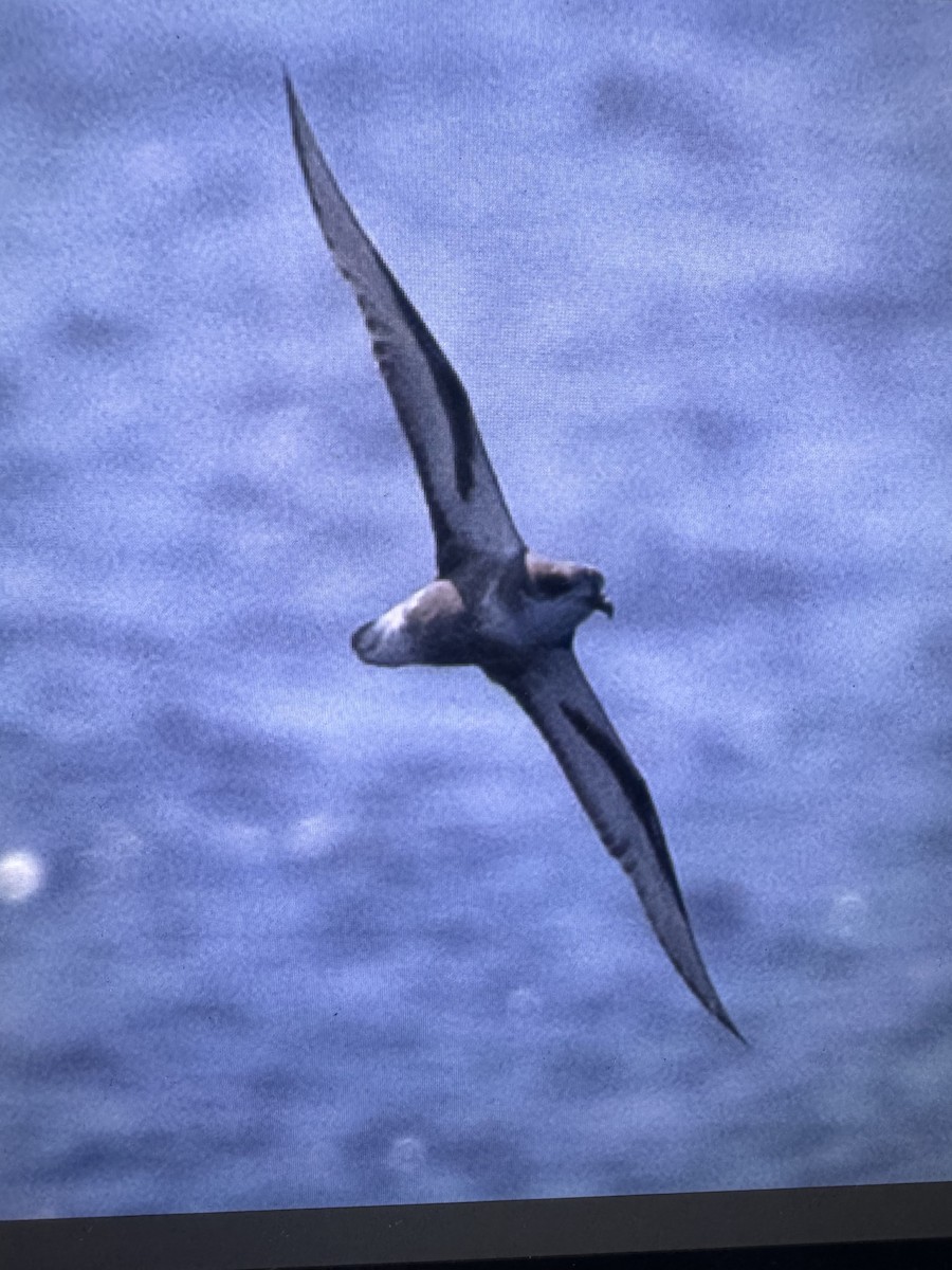 Mottled Petrel - ML636080477