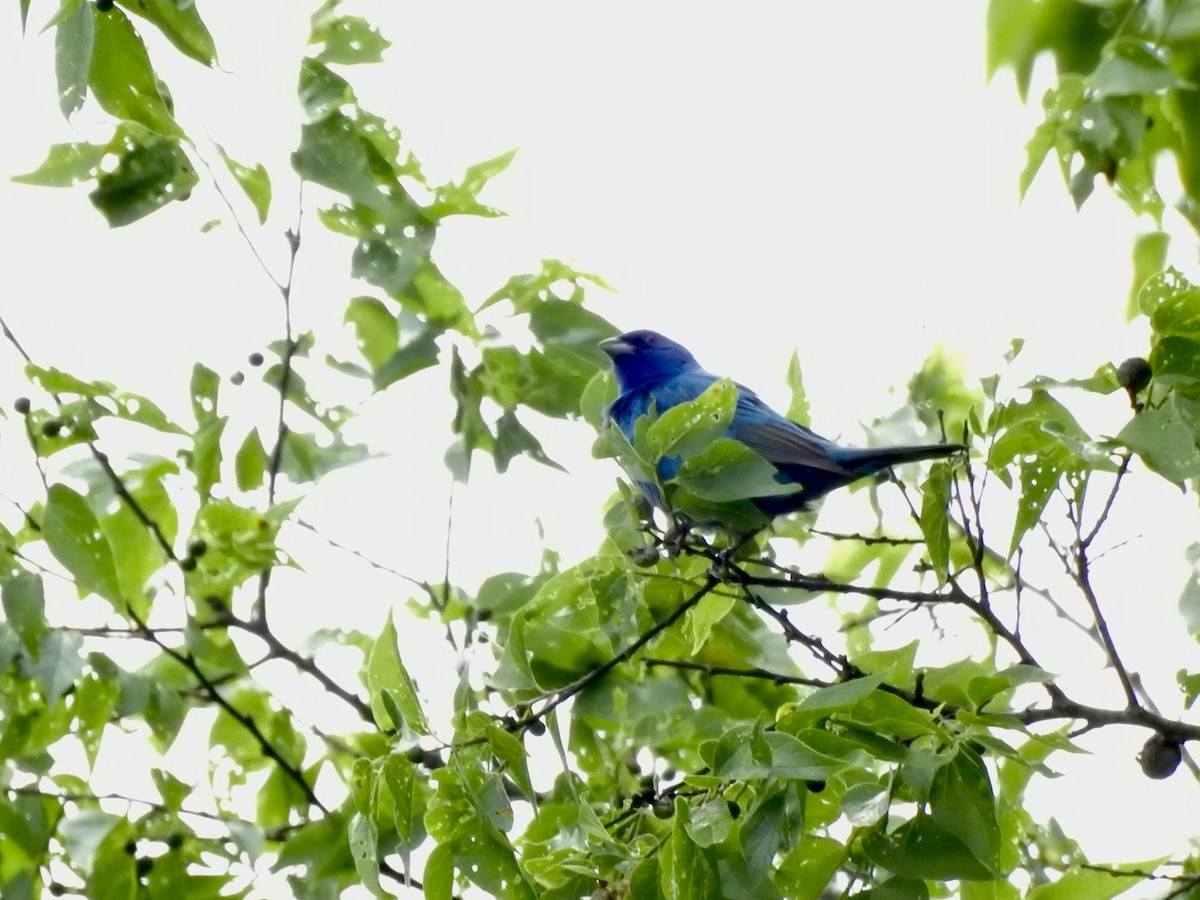 Indigo Bunting - ML636080494