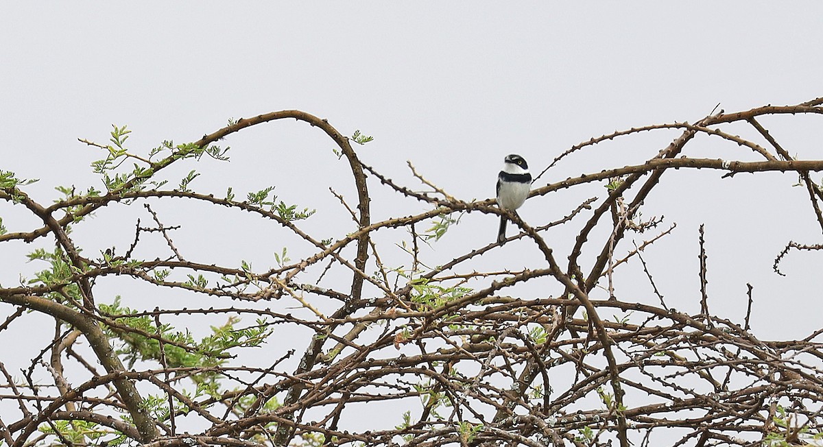 Pygmy Batis - ML636080529