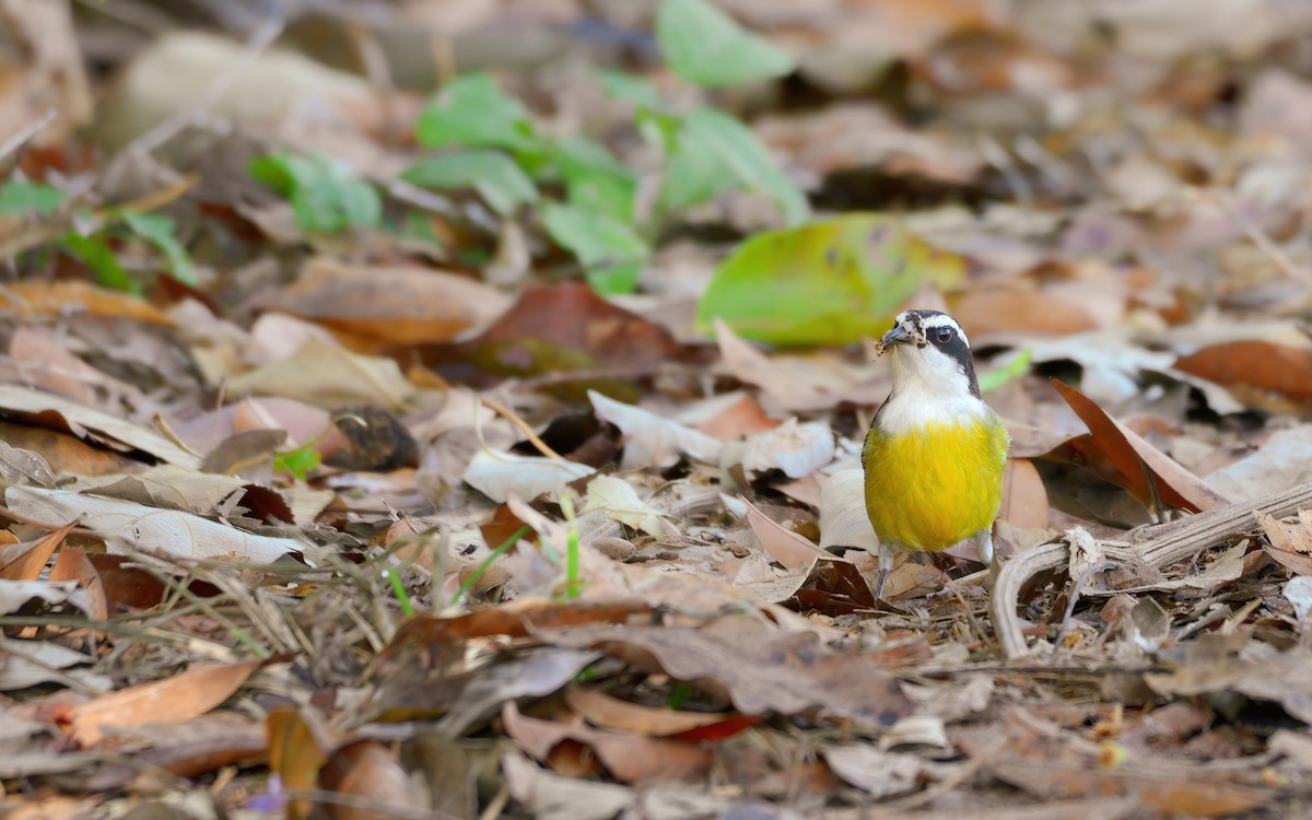 Bananaquit (Cozumel I.) - ML636080679