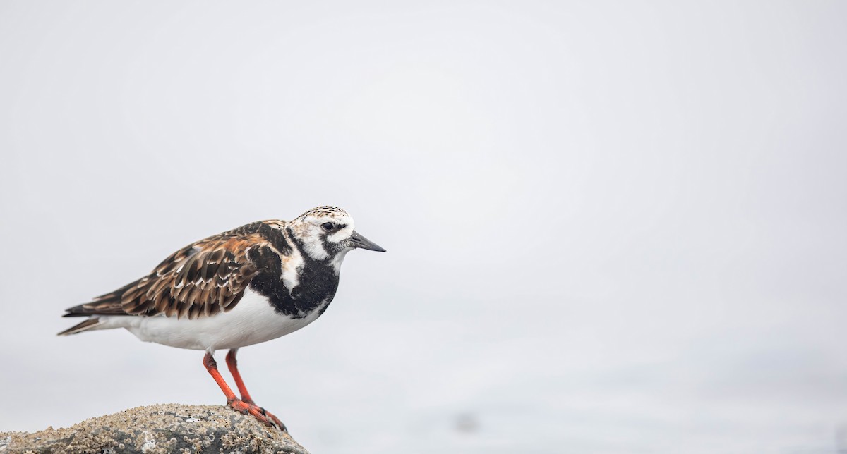 Ruddy Turnstone - ML636080746