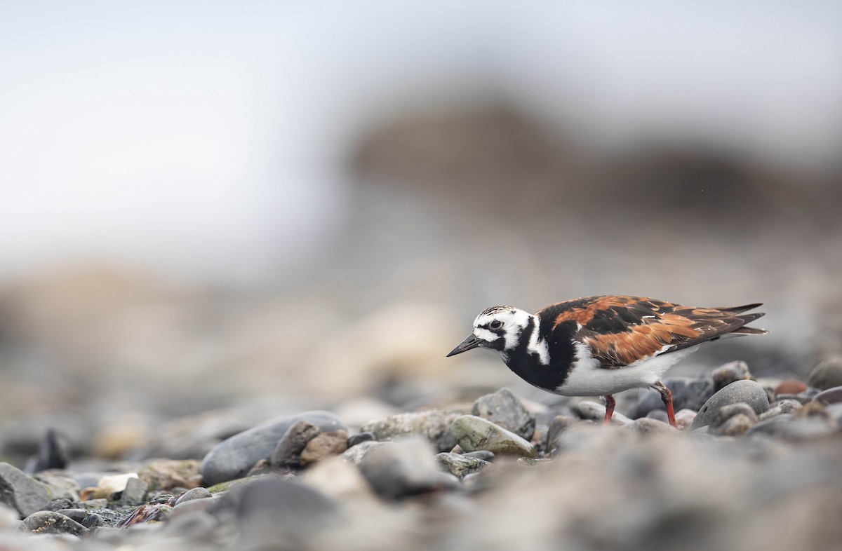 Ruddy Turnstone - ML636080747