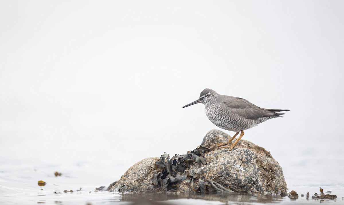 Wandering Tattler - ML636080774