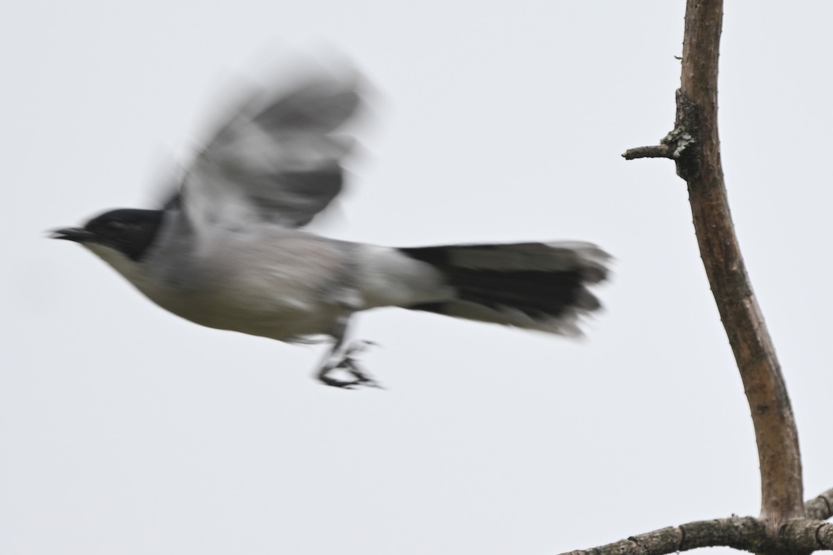 Black-headed Sibia - ML636080841