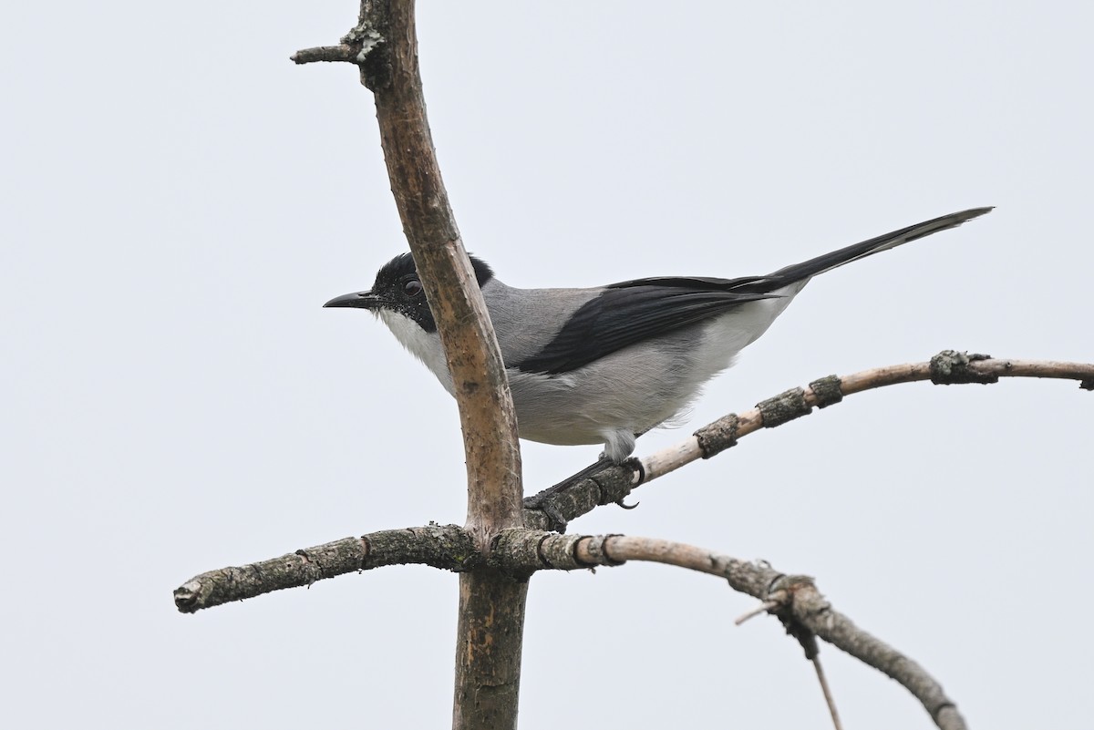 Black-headed Sibia - ML636080842
