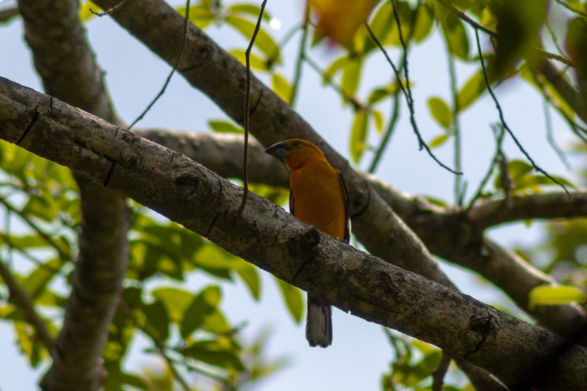 Yellow Grosbeak - ML636080913
