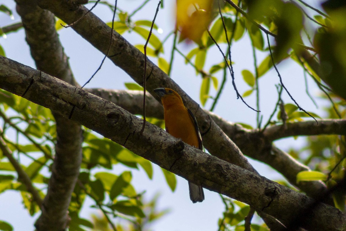 Yellow Grosbeak - ML636080914