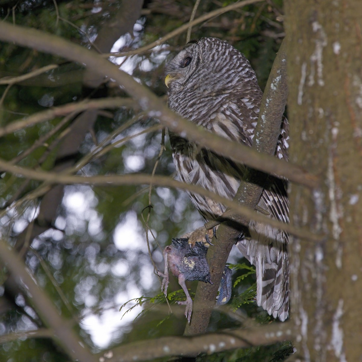 Barred Owl - ML636080927