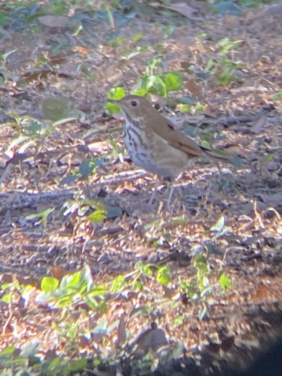 Hermit Thrush - ML636081019