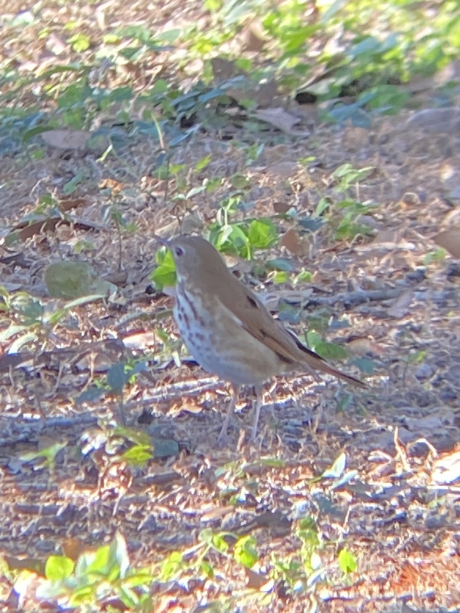 Hermit Thrush - ML636081020