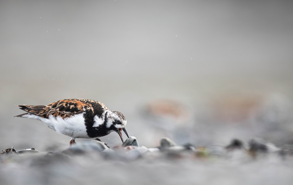 Ruddy Turnstone - ML636081054