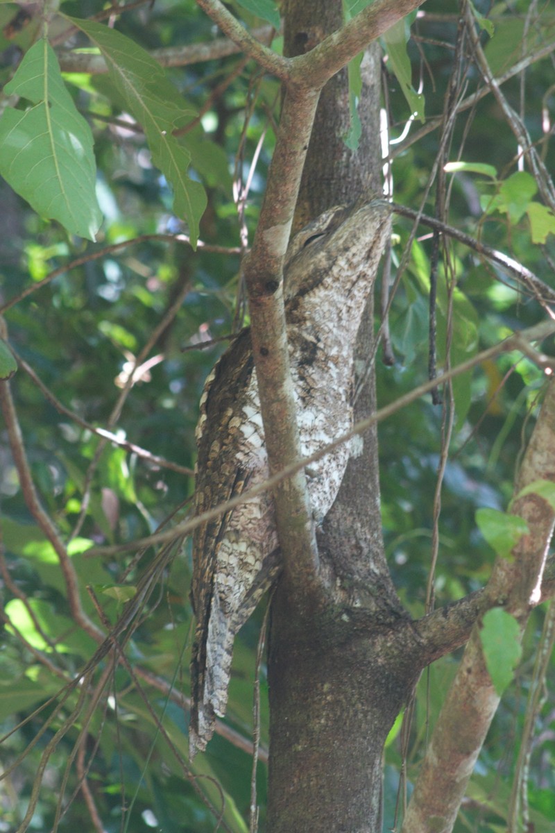 Podargo Papú - ML636081106