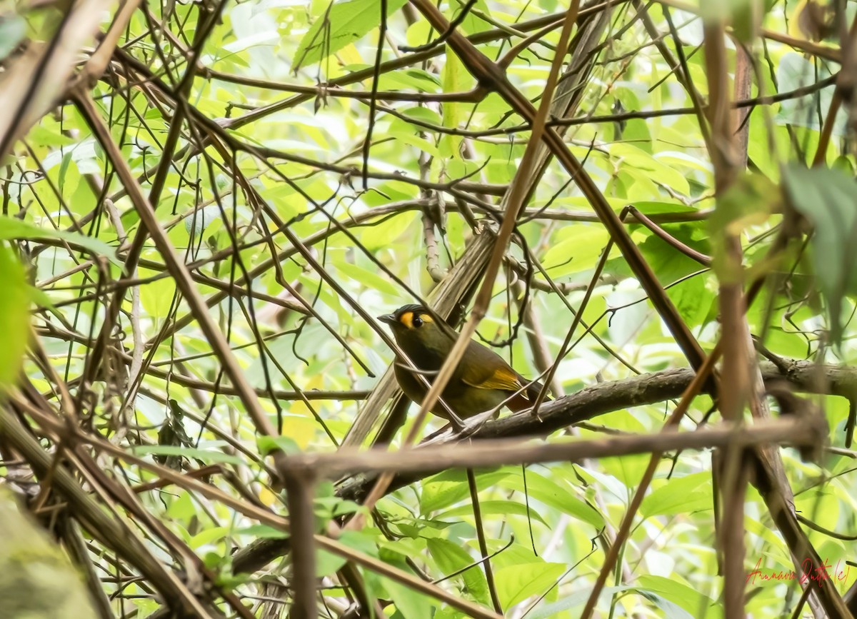 Bugun Liocichla - ML636081109