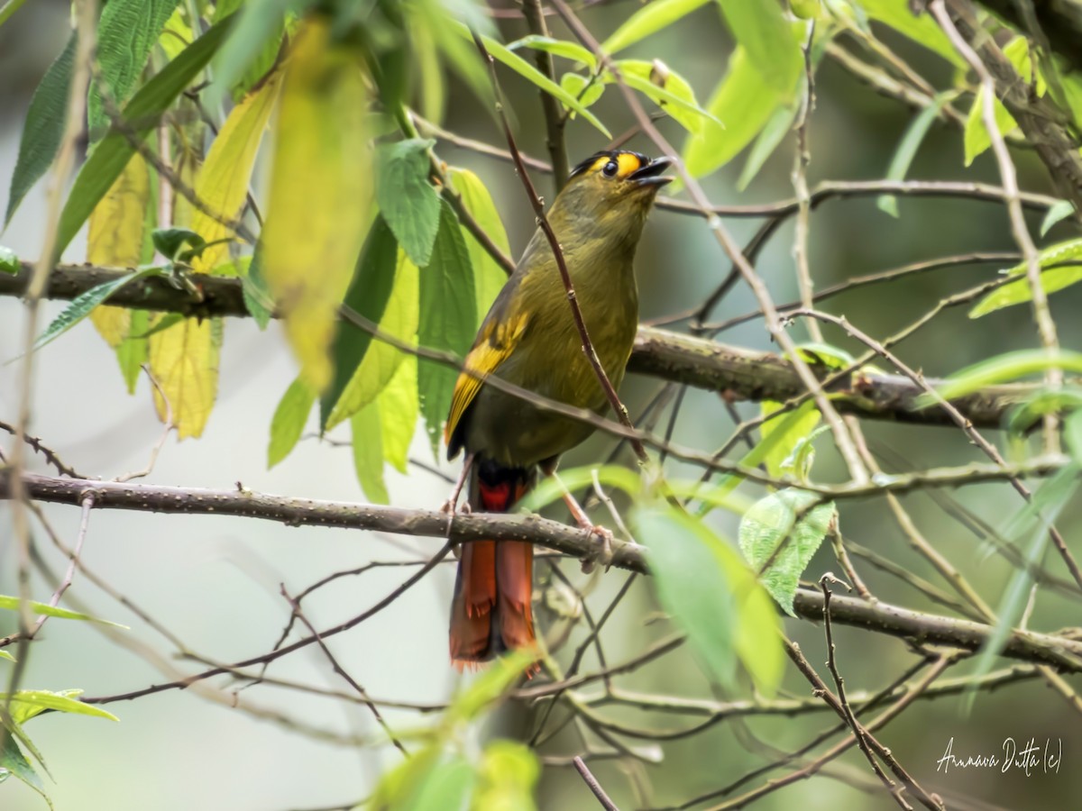 Bugun Liocichla - ML636081149