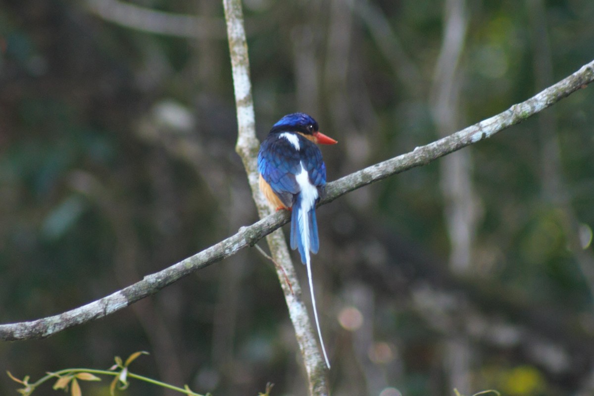 Buff-breasted Paradise-Kingfisher - ML636081350