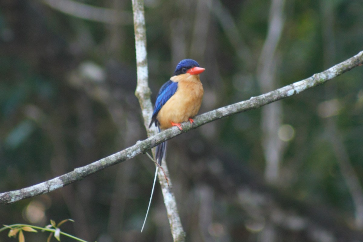 Buff-breasted Paradise-Kingfisher - ML636081352