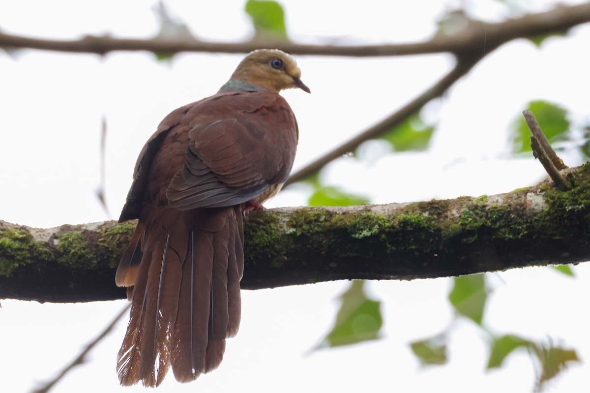 Sultan's Cuckoo-Dove - ML636081358