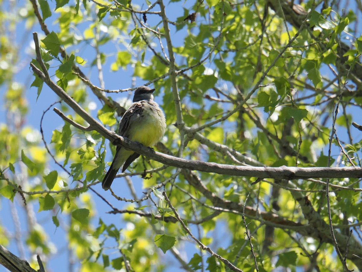 Cassin's Kingbird - ML636081376