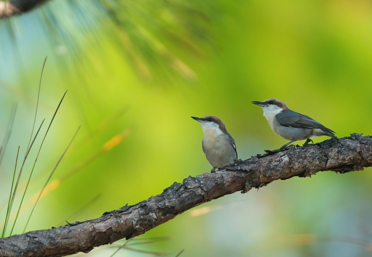 Brown-headed Nuthatch - ML636081412