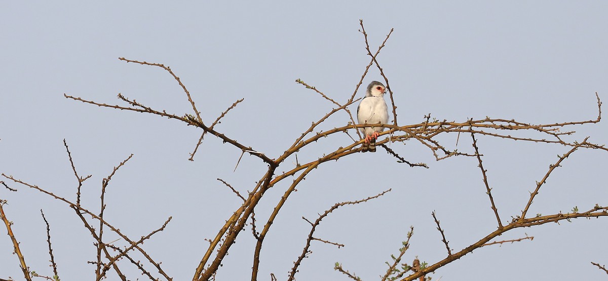 Pygmy Falcon - ML636081523