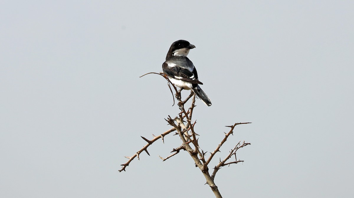 Somali Fiscal - ML636081771