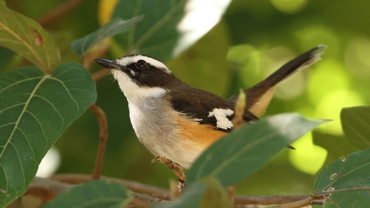 Buff-sided Robin - ML636081791