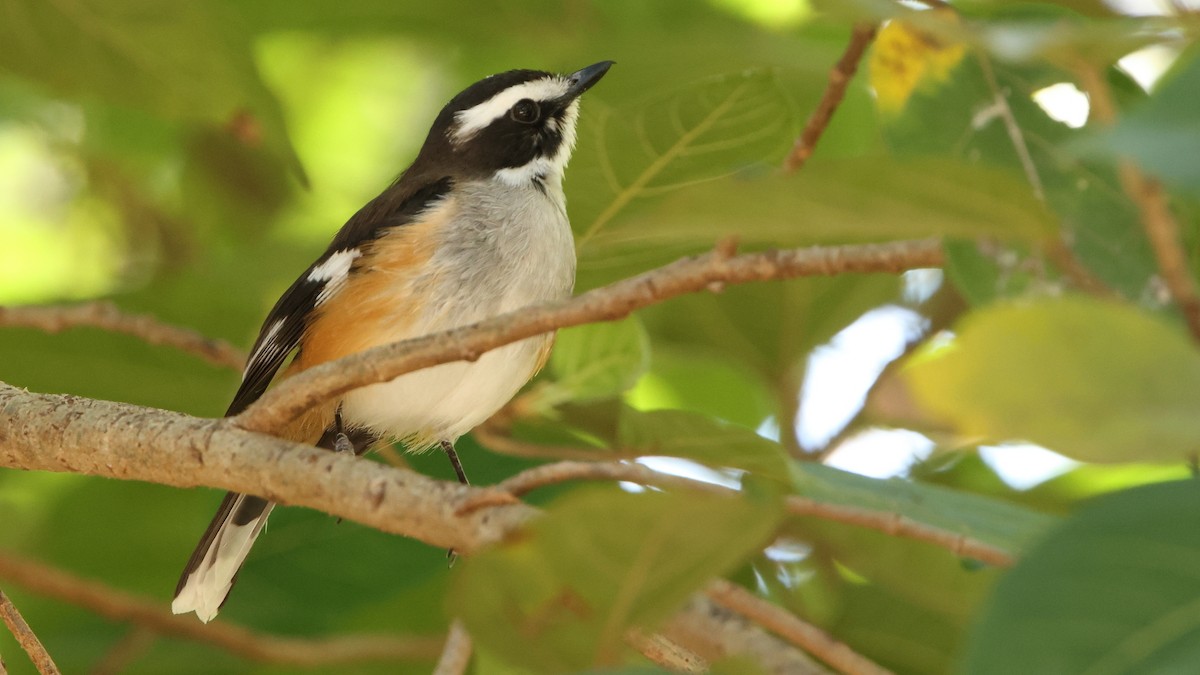 Buff-sided Robin - ML636081792