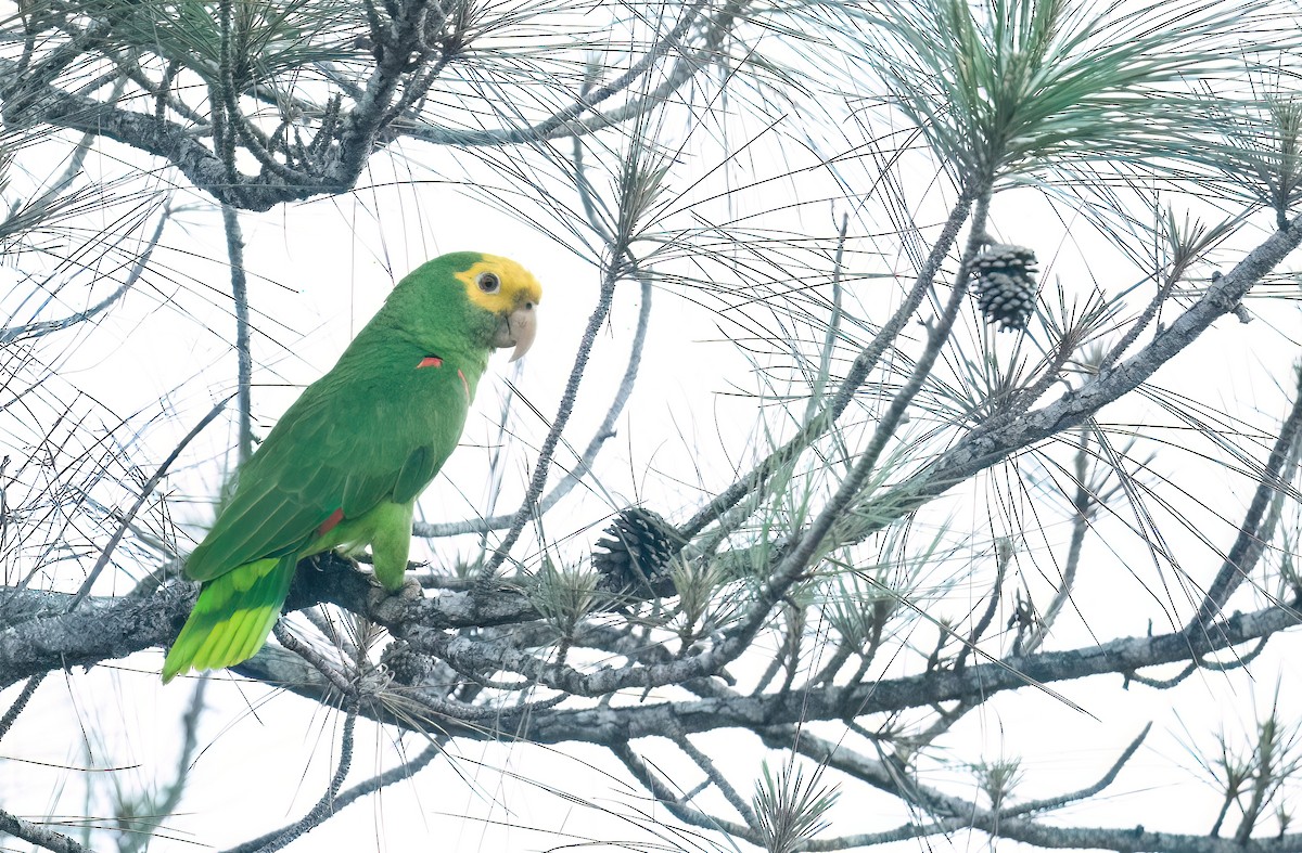 Yellow-headed Amazon - ML636081813