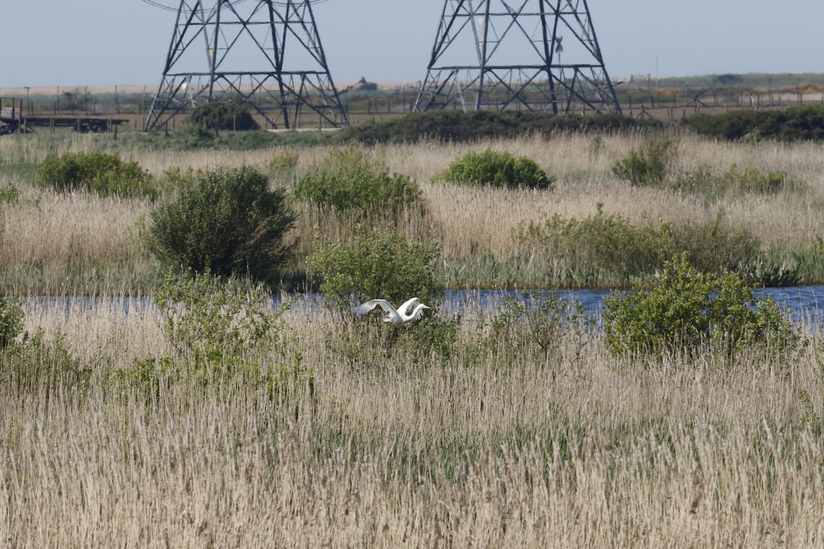 Цасч дэглий - ML636081823