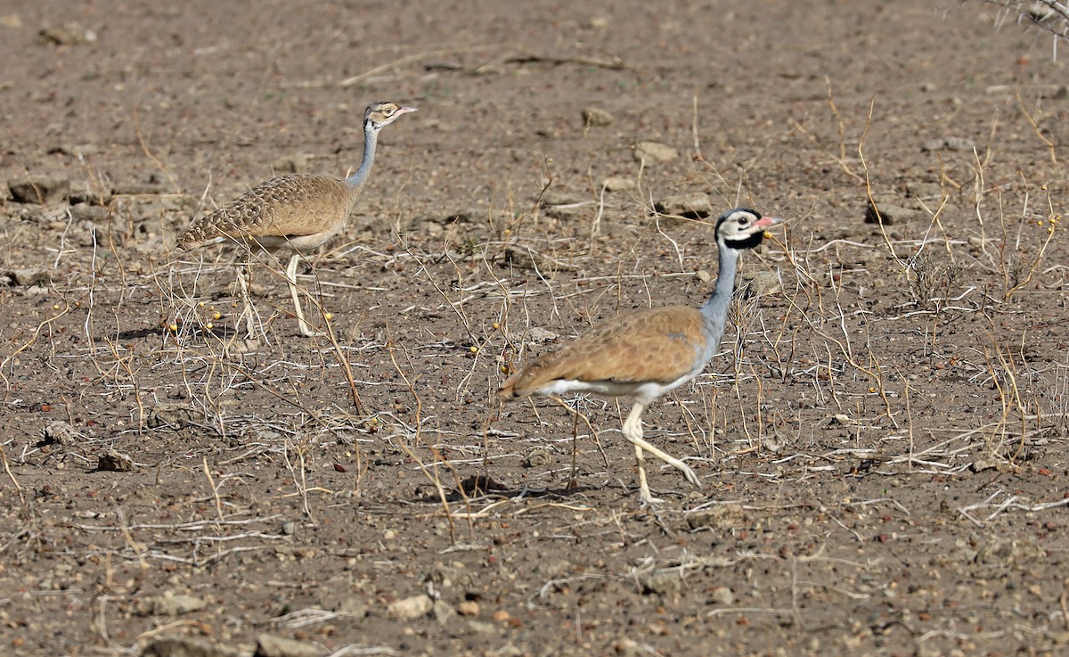 White-bellied Bustard - ML636081850