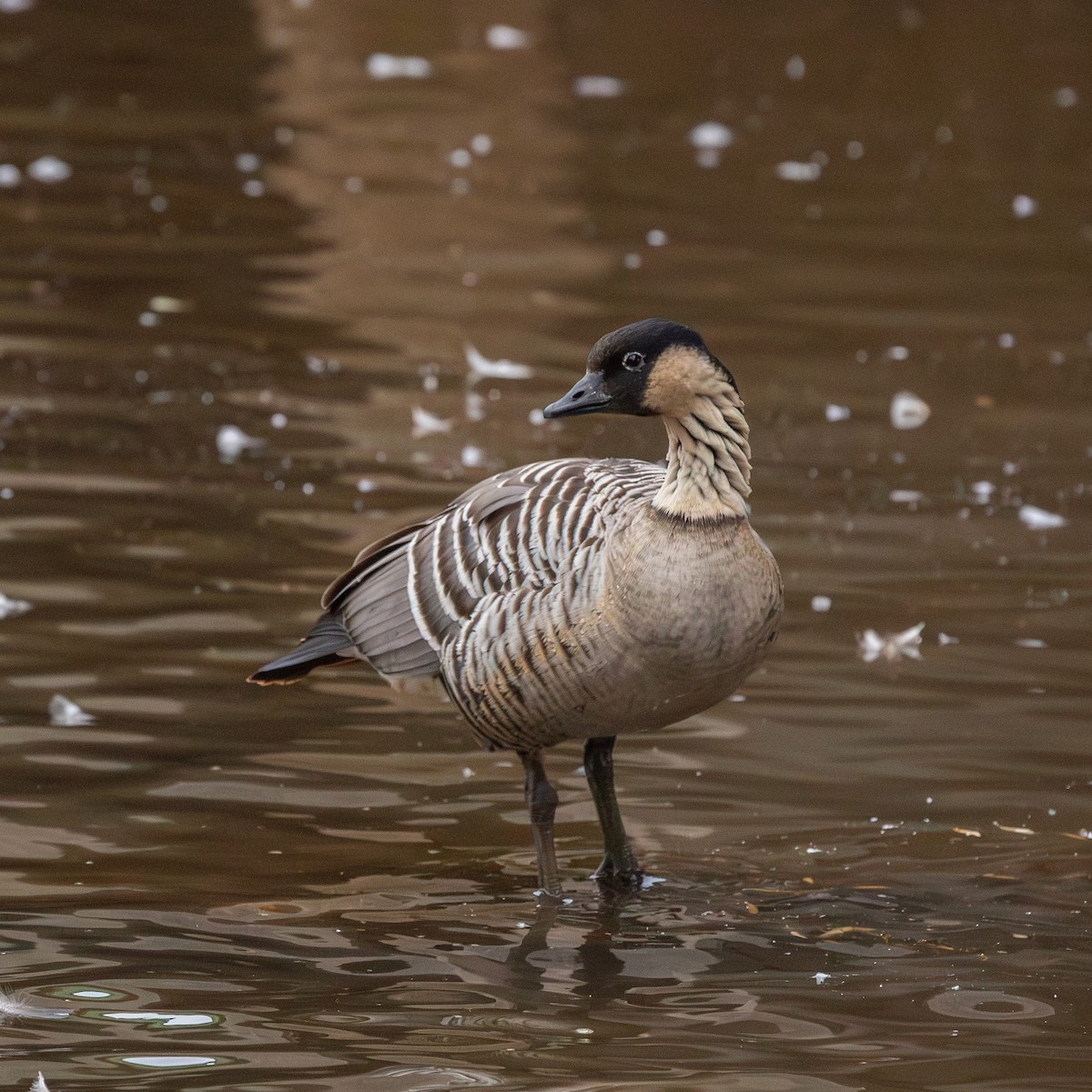 Hawaiian Goose - ML636081857