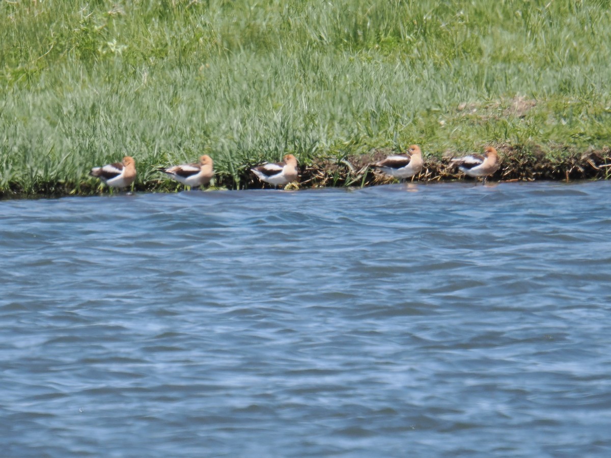 American Avocet - ML636081890