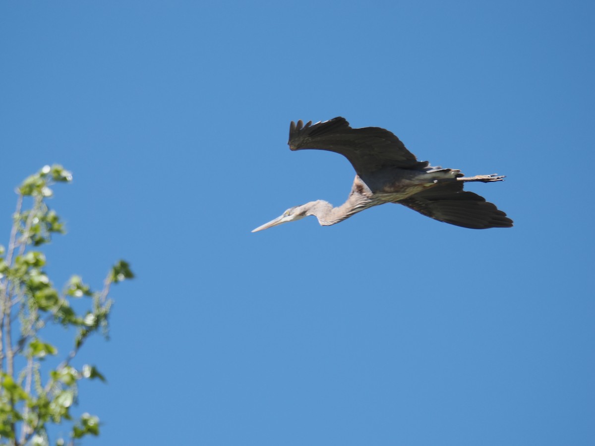 Great Blue Heron - ML636081915