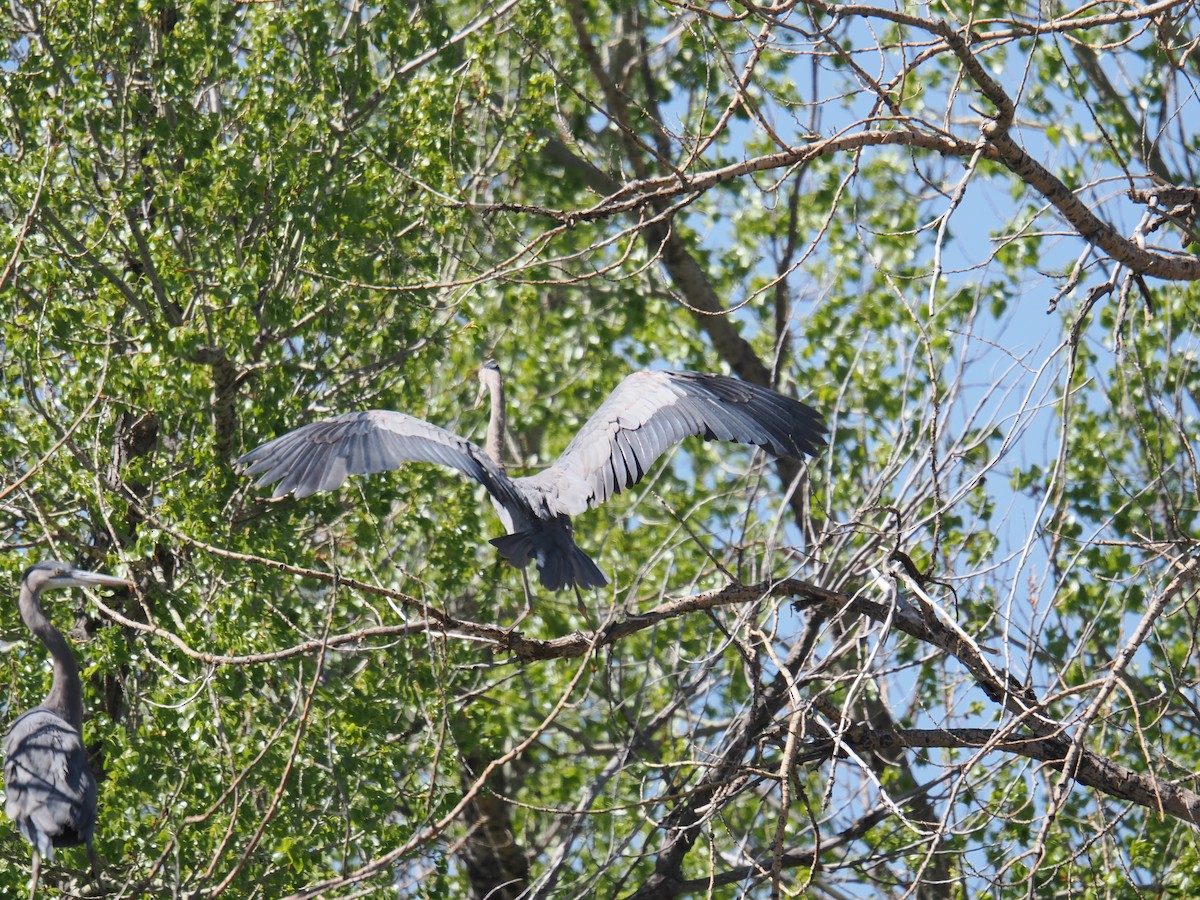 Great Blue Heron - ML636081916